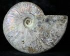 Silver Iridescent Ammonite - Madagascar #36110-1